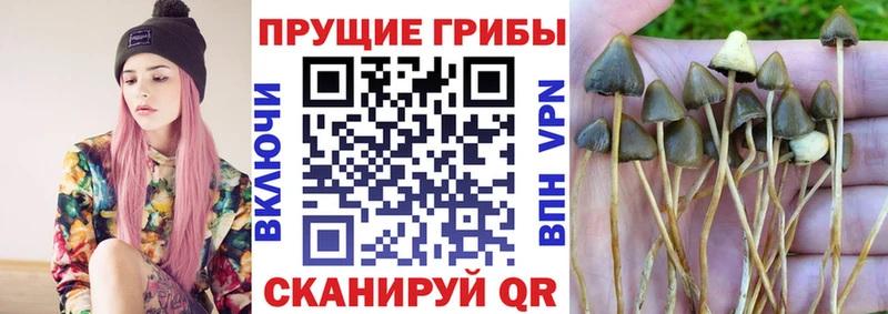 продажа наркотиков  Орск  Галлюциногенные грибы Psilocybe 